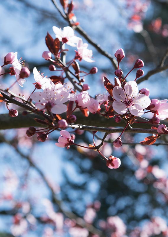 Where to See Cherry Blossoms in Vancouver: Best Places Feb to May